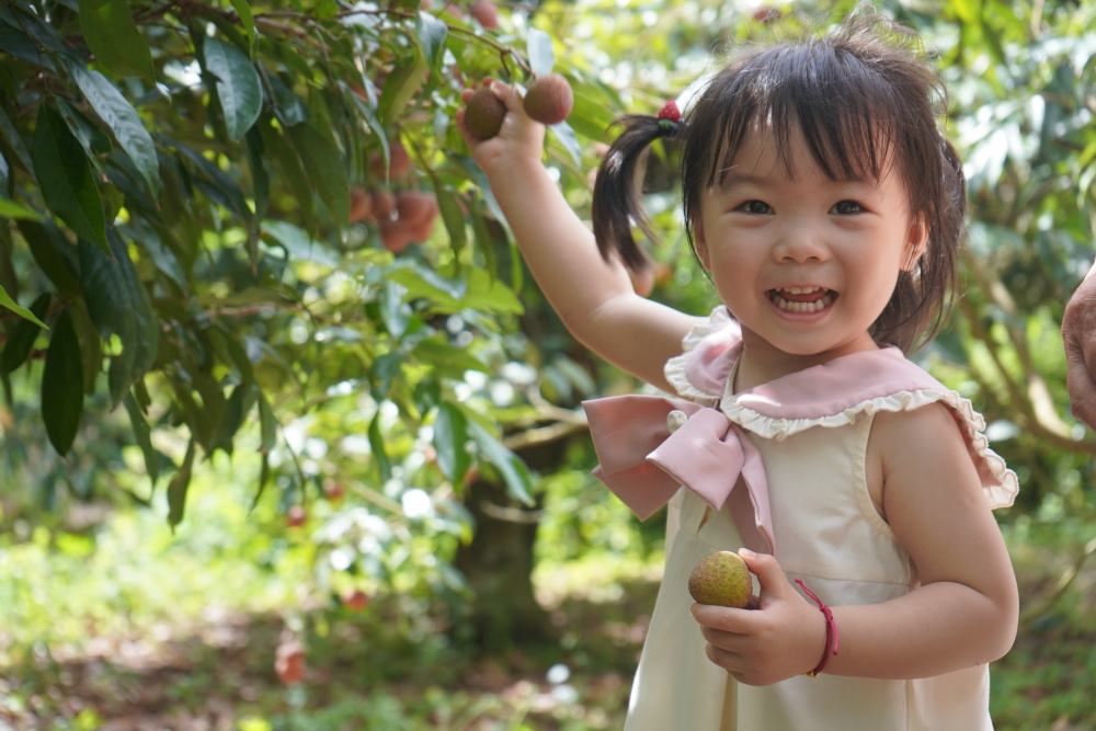 火“荔”全开！第十七届潮南·雷岭荔枝文化旅游节唱响2024雷岭荔枝“开门红”_腾讯新闻