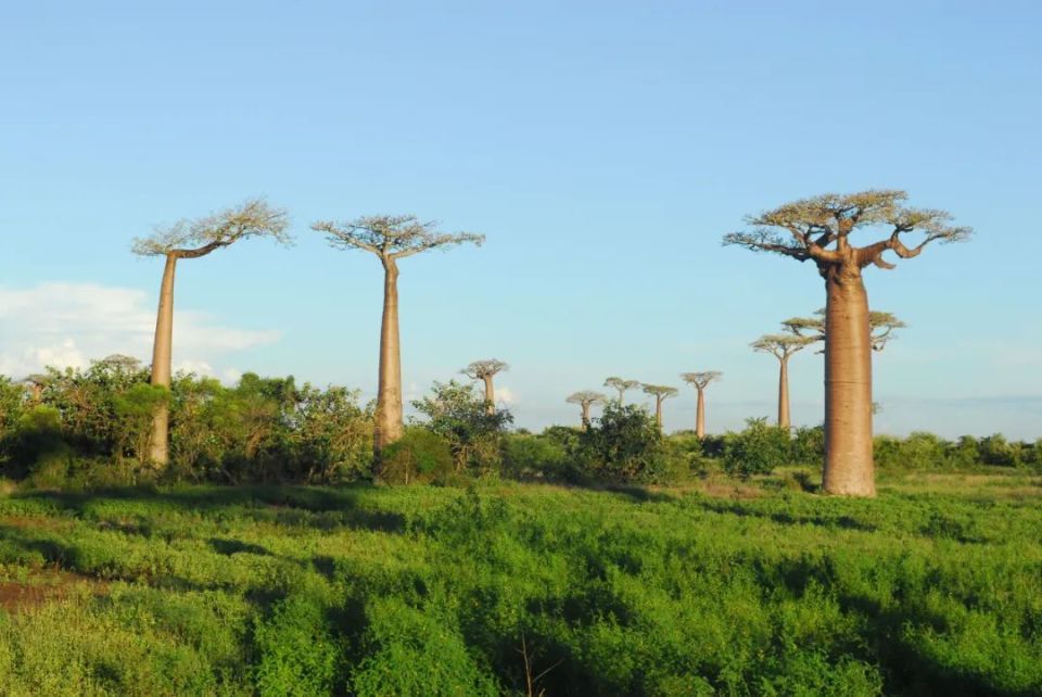 中国科学院领衔解析猴面包树属植物的演化历史