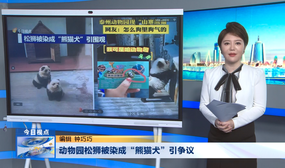 日本把鳄鱼染成熊猫图片