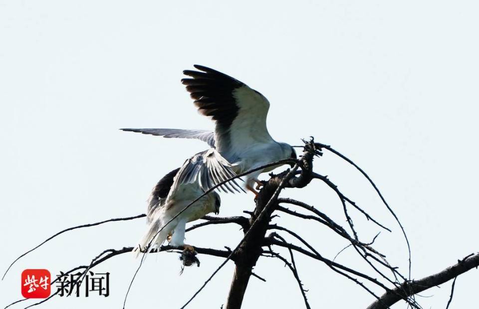 【视频】南京浦口滨江江岸边，飞来珍稀黑翅鸢鸟_腾讯新闻
