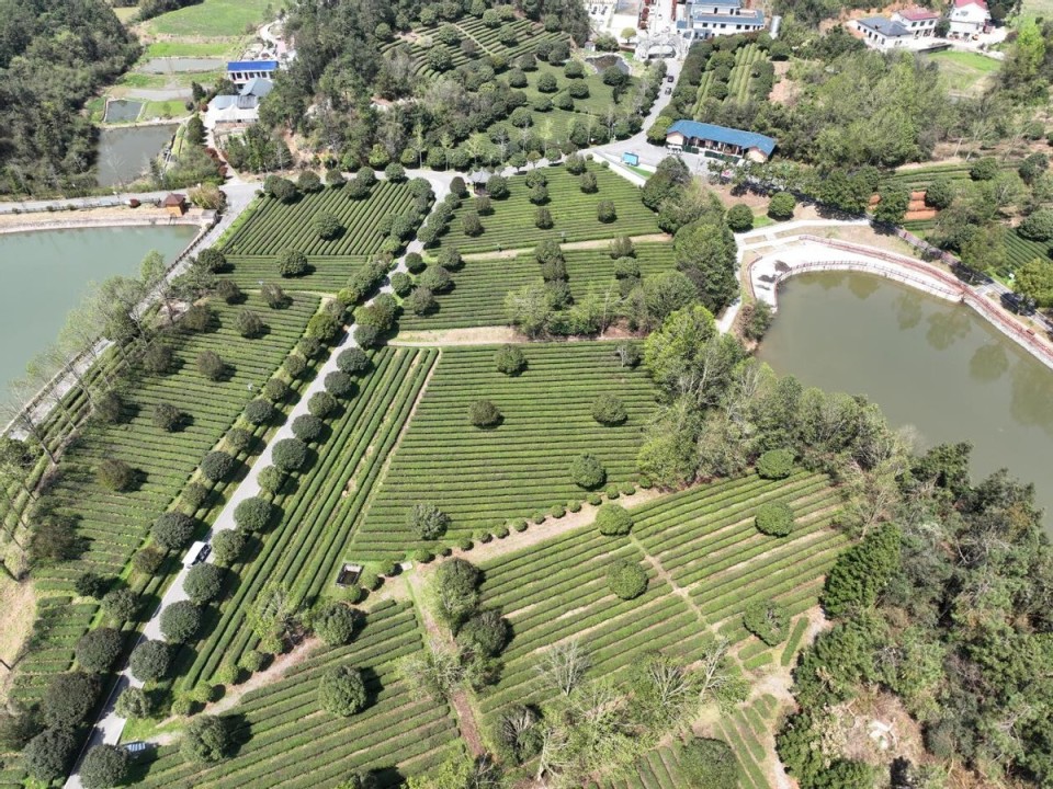 春茶飘香,一起去千年茶乡品茗_腾讯新闻
