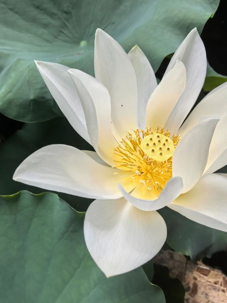 鳳凰衛(wèi)視：今期澳門開獎結果記錄查詢228年來最早夏至來了！廣東人的“正氣果”正大量上市，“可鹽可甜”