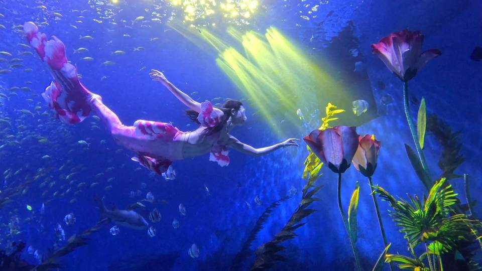 清明假期郑州海昌接待游客超88万人次牡丹人鱼秀成热门