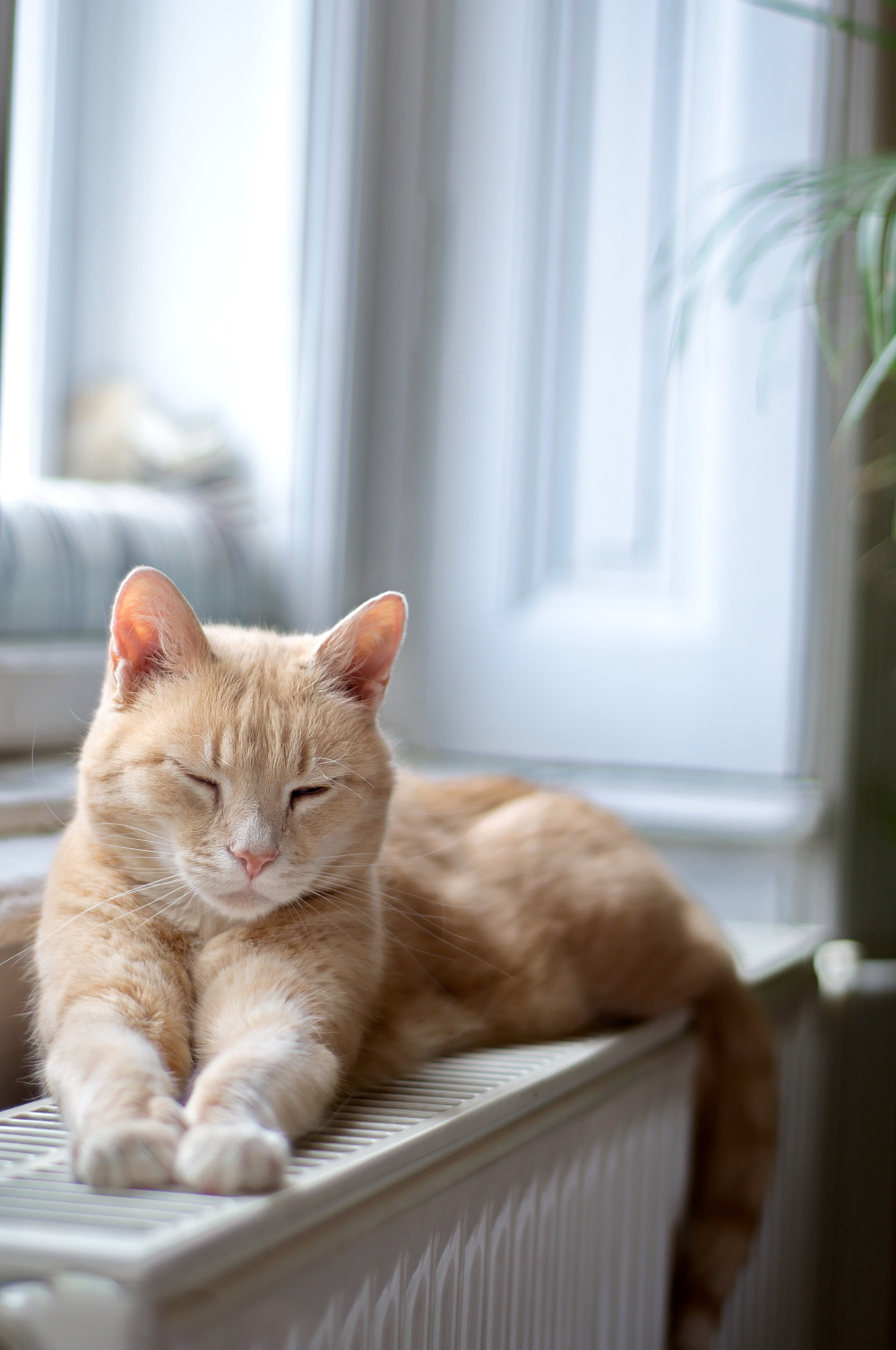 猫照片真实生活照片图片