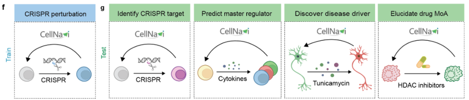 Nature子刊：邓攀团队提出AI框架——CellNavi，为细胞研究装上“导航仪”_腾讯新闻