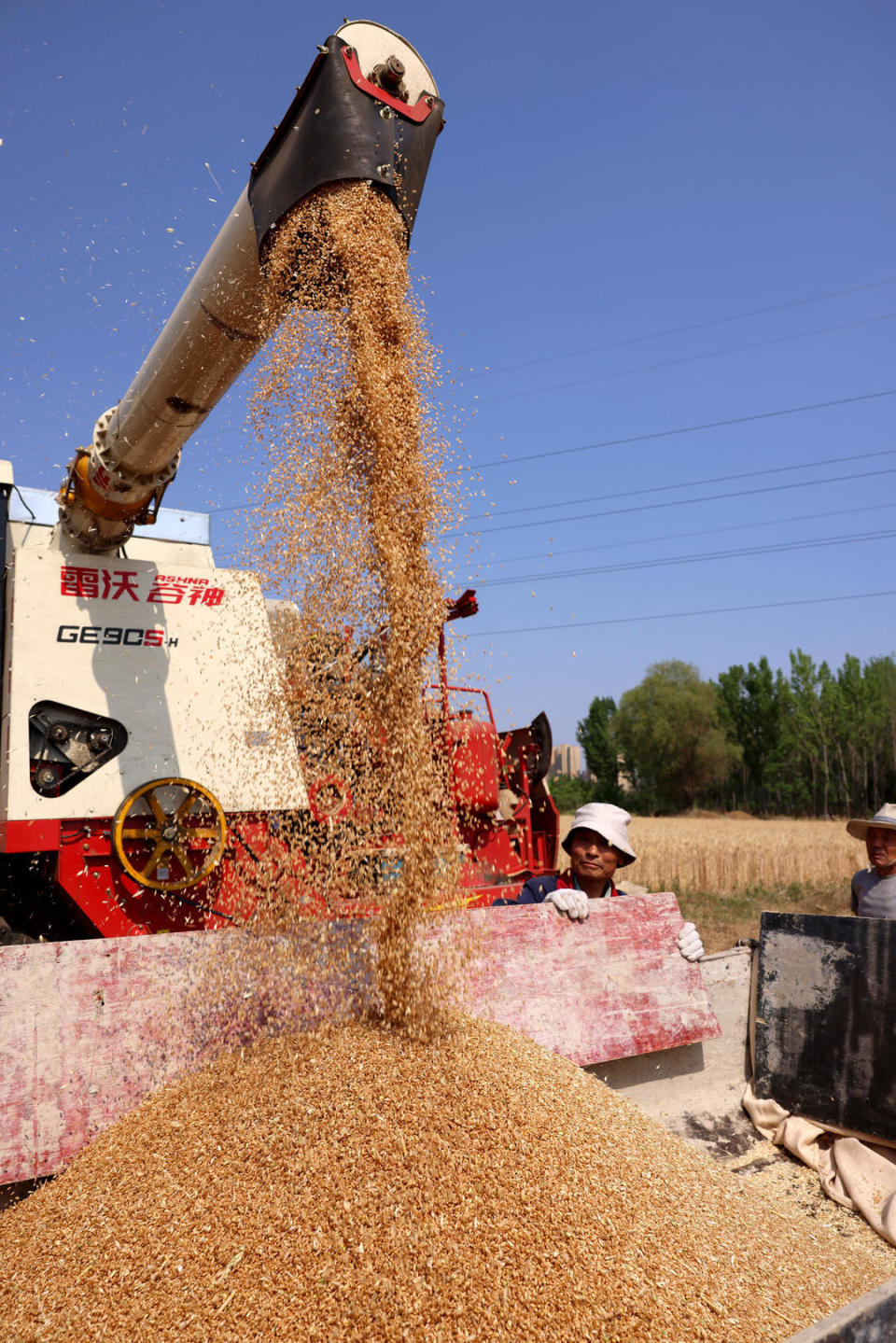 枣庄:田间好"丰景",小麦收获忙