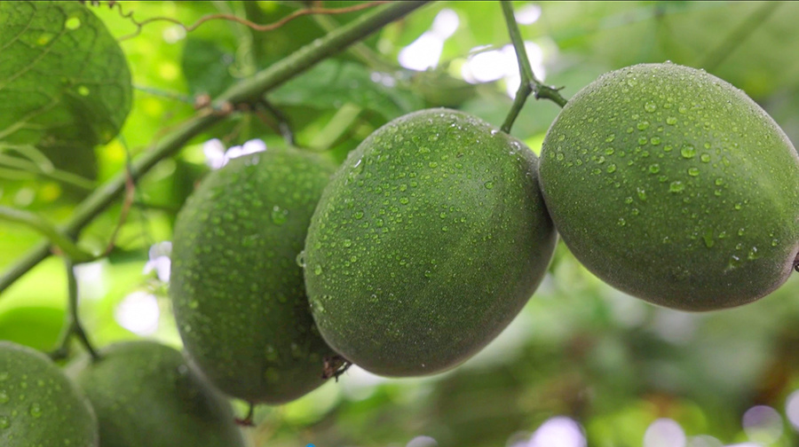 乡村振兴在行动丨桂林永福罗汉果产业提质升级小神果更显大担当