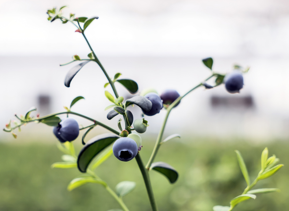 山东日照:小蓝莓成乡村振兴"致富果"_腾讯新闻