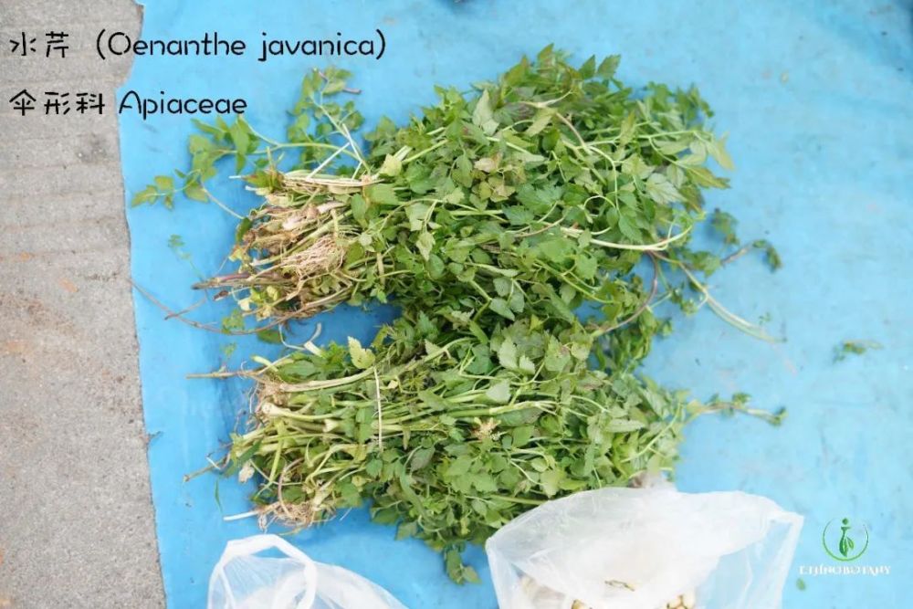 西双版纳防"晕菜"指南_腾讯新闻