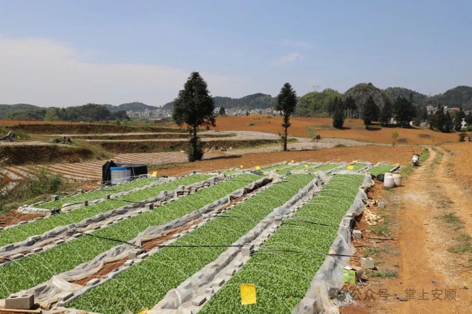 大屯村精品蔬菜种植基地今年以来,为促进村里的农业产业发展,大屯村