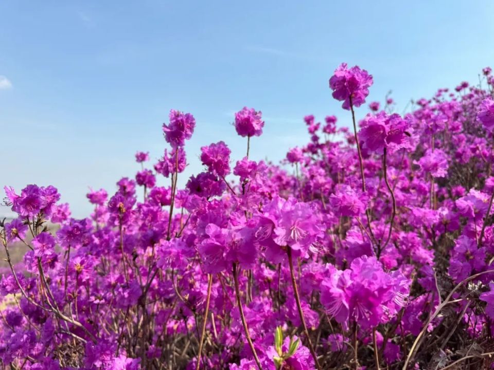 延边这些金达莱景点,太美了!