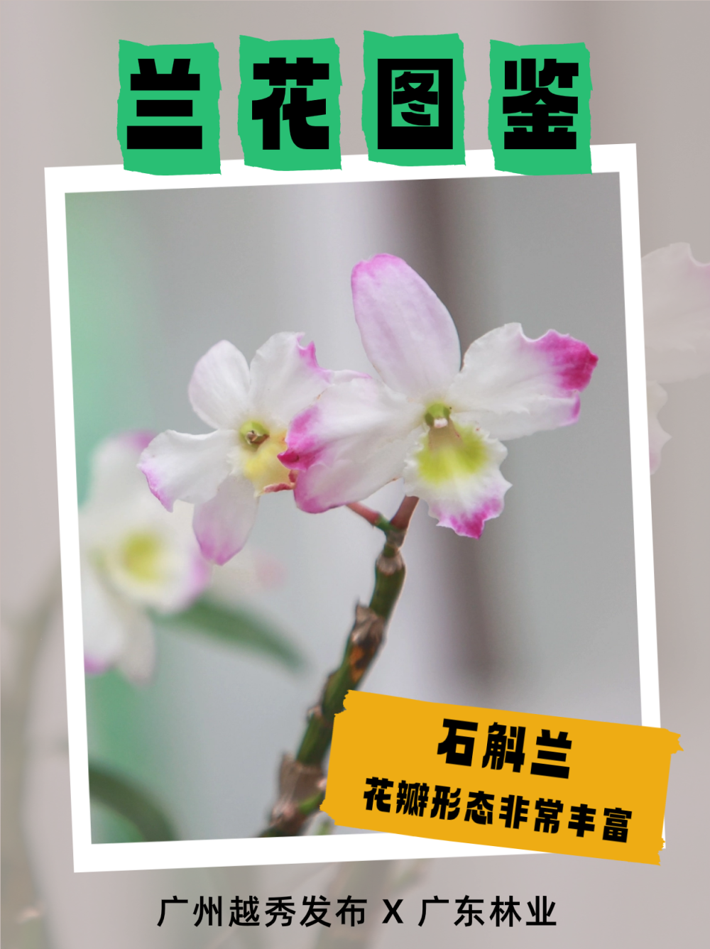 兰缘盛荟丨幽幽兰香,收好这份赏兰指南_腾讯新闻