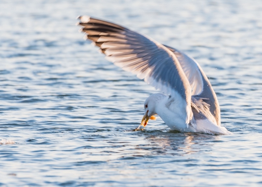 河南淅川红嘴鸥嬉戏丹江口水库