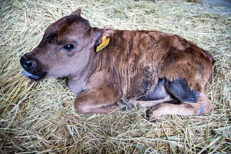 首次成功克隆世界屋脊濒危牛在云阳诞生