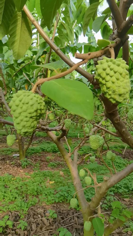 释迦果种植条件图片