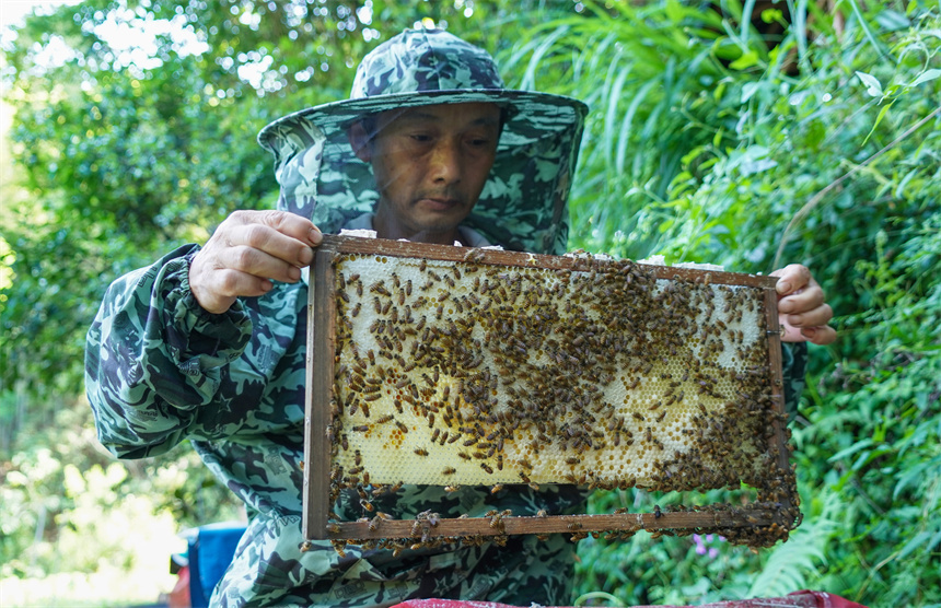 蜂厂图片