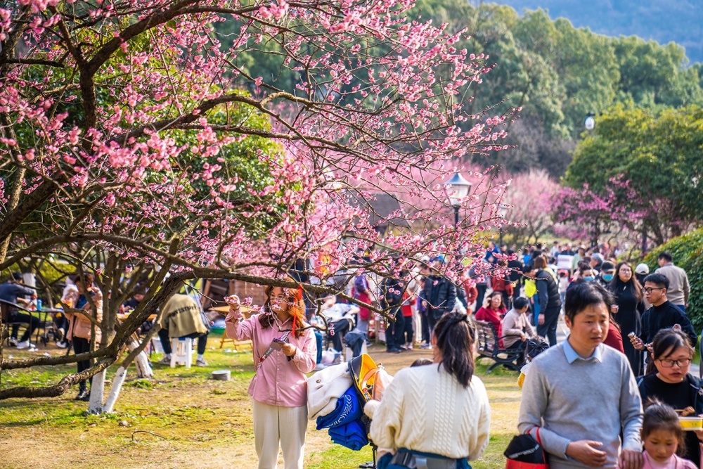 超山梅园图片