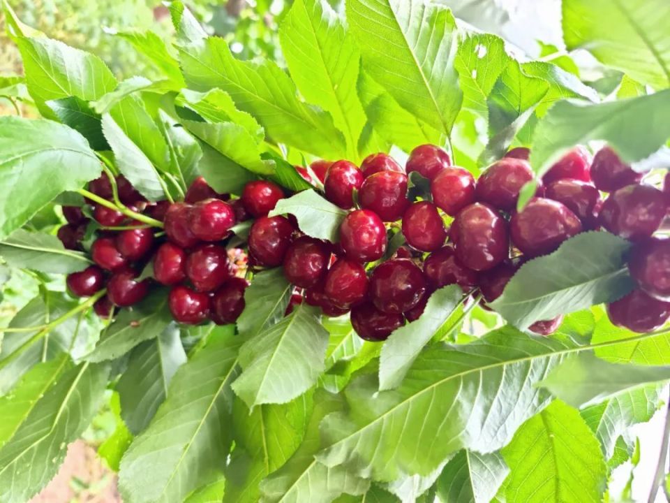 成片的车厘子树映入眼帘