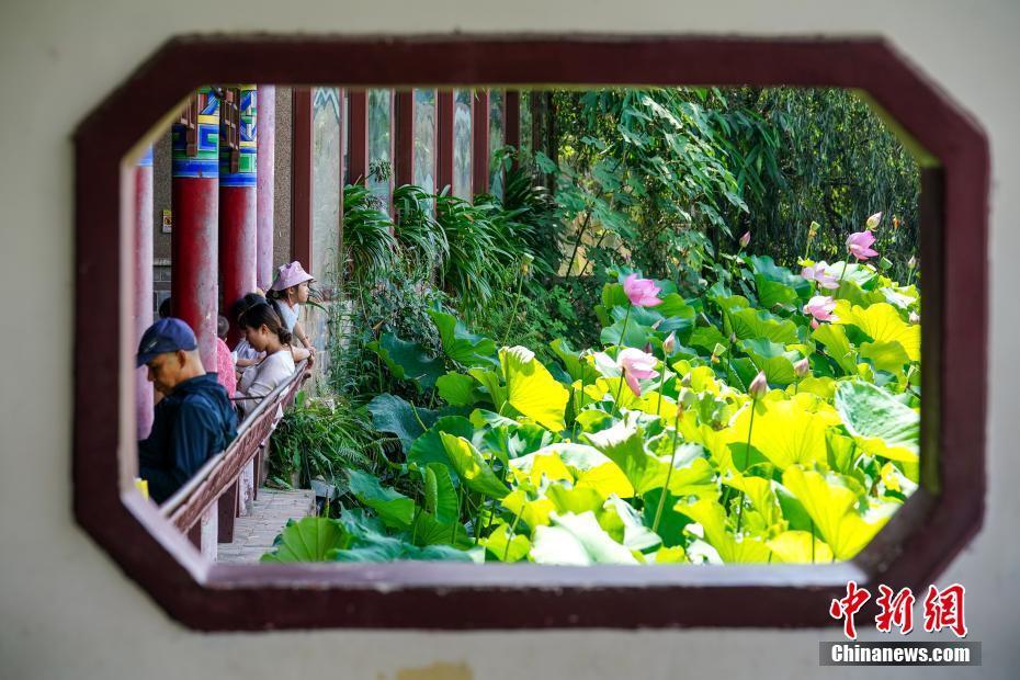 日前,昆明市大观公园大片荷花盛开,吸引民众游园,赏花.中新社记者 刘