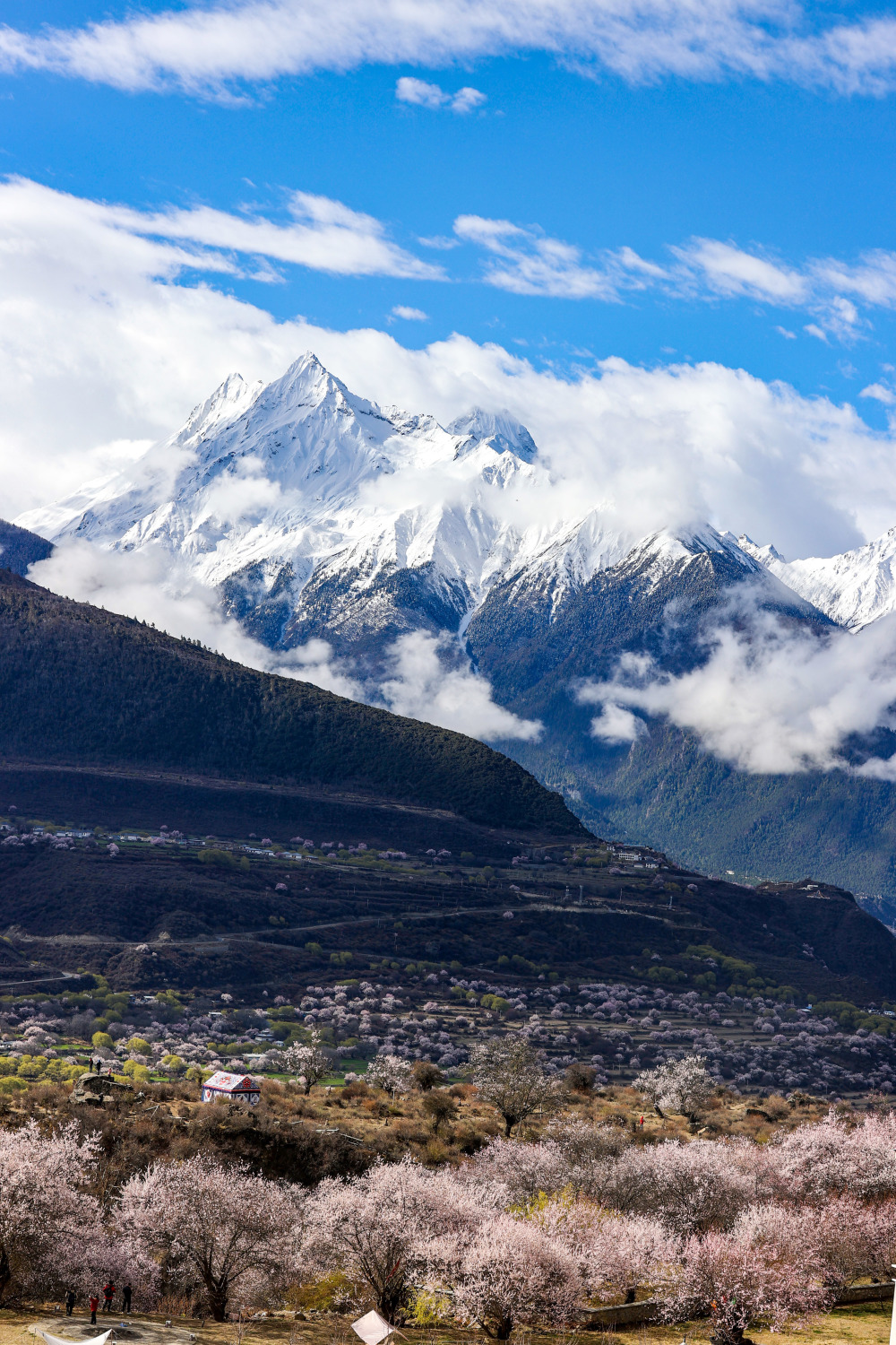 西藏米林索松村桃花山色醉游人