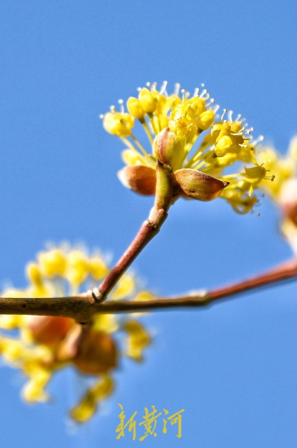 济南千佛山上茱萸花暖阳中绽放新黄河镜相