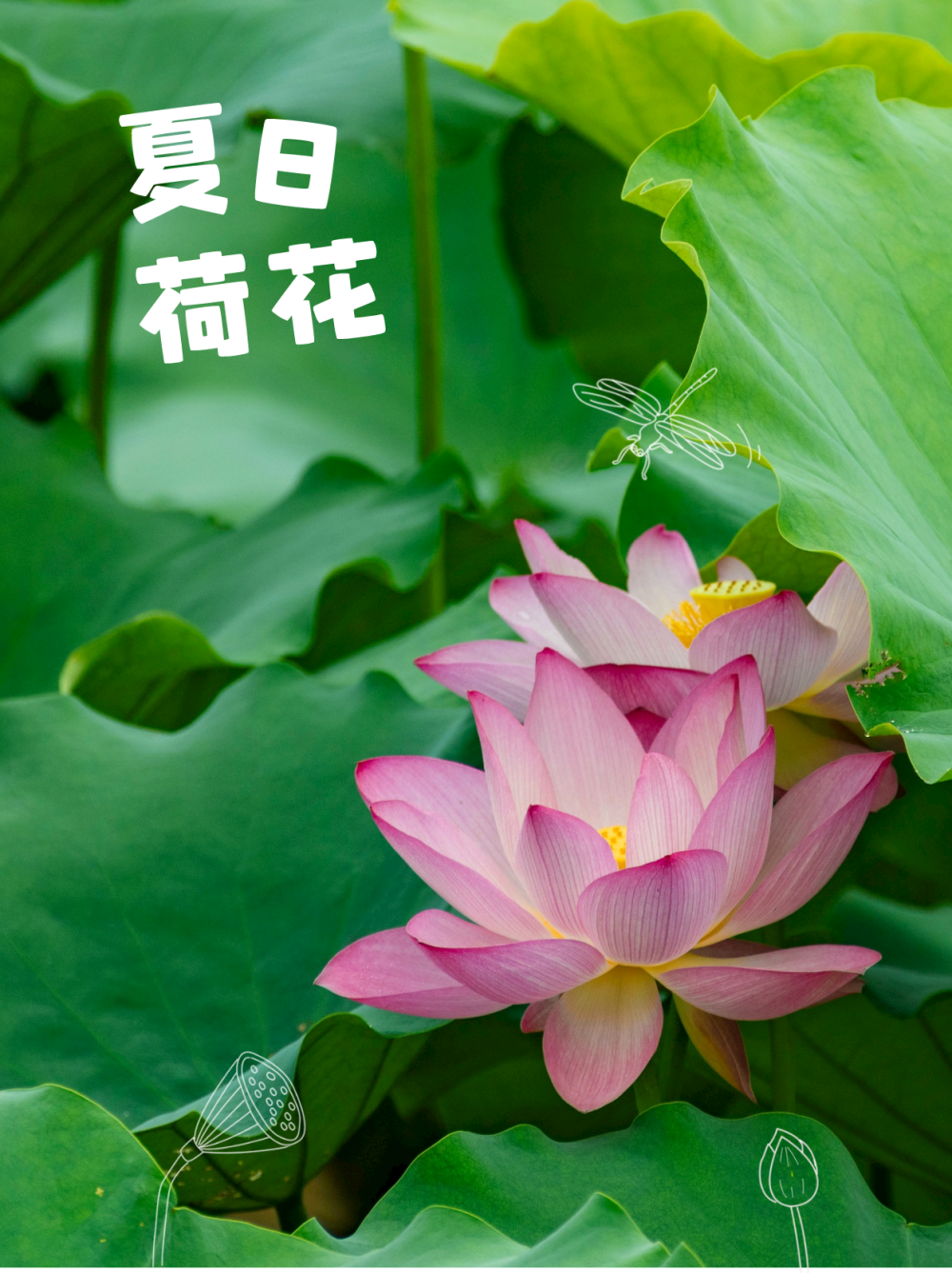 超美今年第一波荷花来了​就在这个网红公园