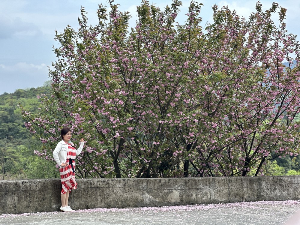 沙湾樱花基地图片