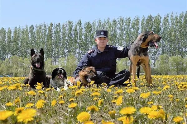 犬界嗅觉的"天花板",一起看警犬"柯南"的警营故事