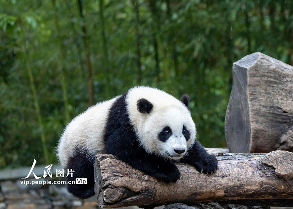 熊猫图片真实照片全身图片