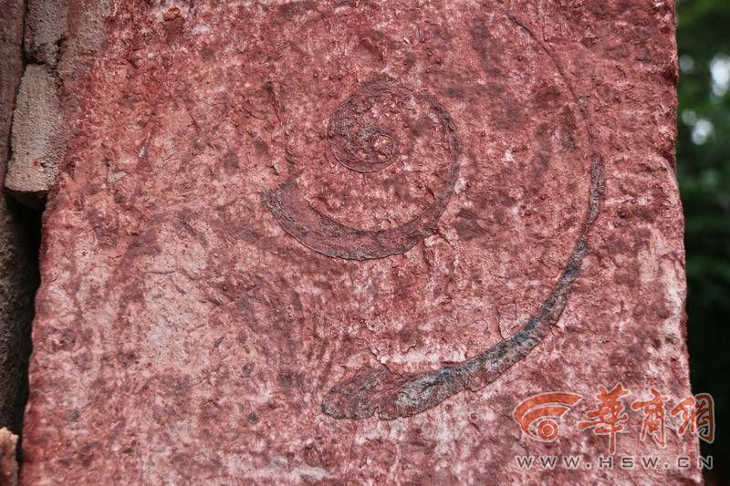 西安碑林文庙棂星门石门柱上 发现距今4亿多年古生物化石_腾讯新闻