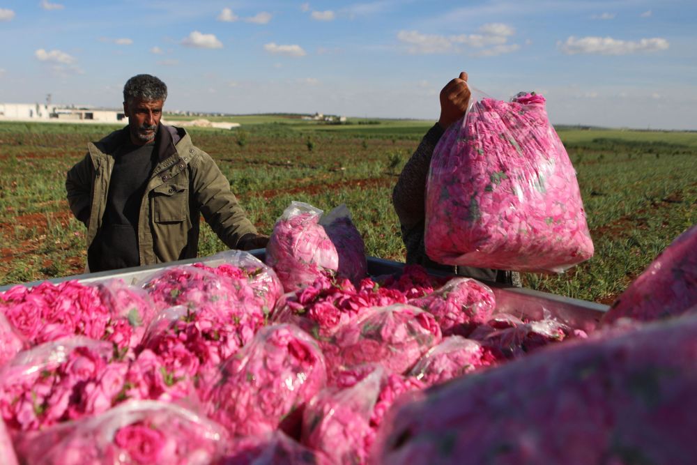 (外代一线)叙利亚:采摘玫瑰_腾讯新闻