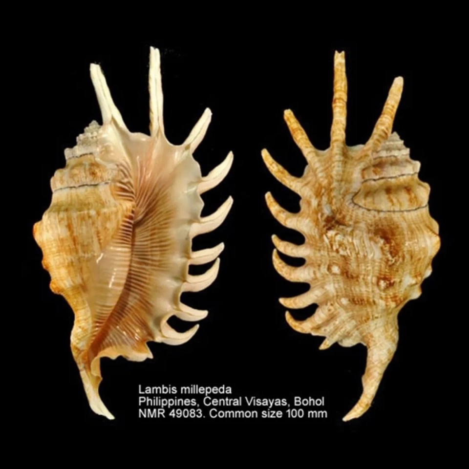 他乡之约|"来草原赶海——中国南海贝类特展"观展指南