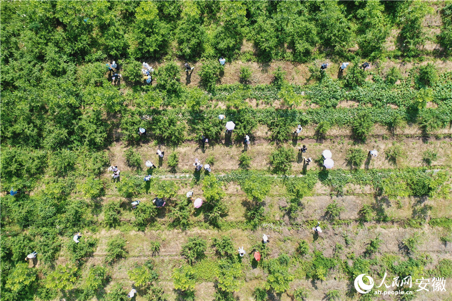 肥西县铭传乡开展乡村振兴主题实践活动