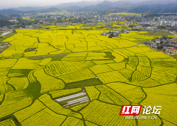 超治愈画面航拍英雄故里会同县堡子镇满目金黄春意浓
