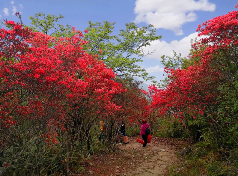 庆元龙头山杜鹃花图片