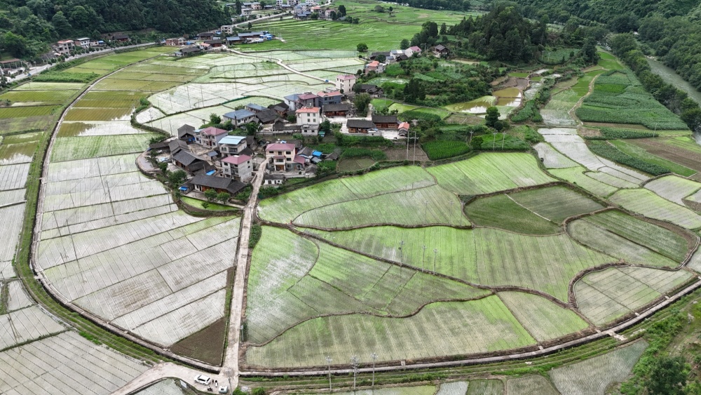 岑巩县龙田镇代店村水稻制种基地一角(陈坤  摄)据悉,今年,岑巩县在各