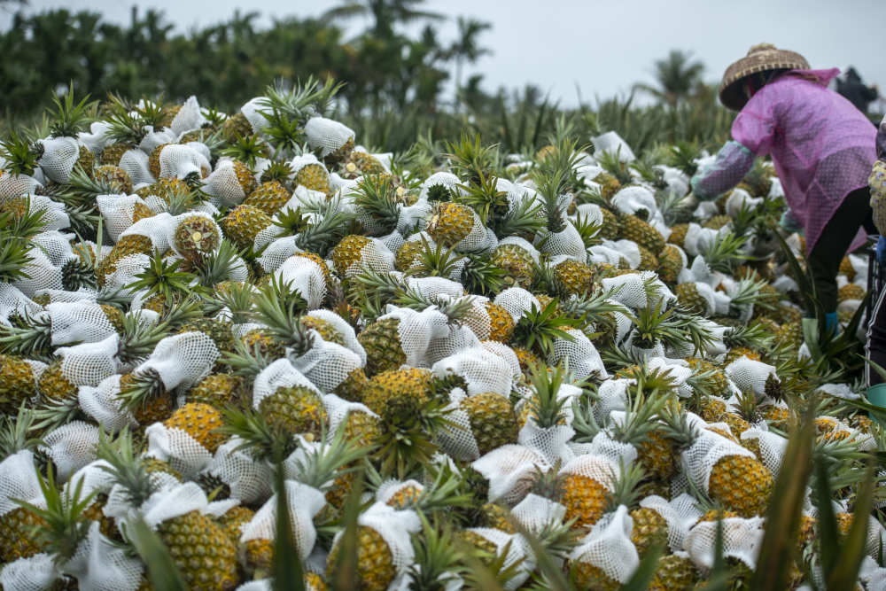 春日菠萝采收忙