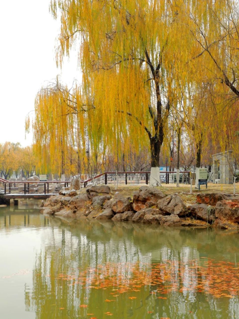 商丘市日月湖景区:原来垂柳也可以这样的美_腾讯新闻