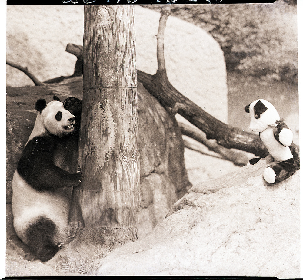 當地時間1938年2月19日,美國芝加哥布魯克菲爾德動物園,ruth harkness