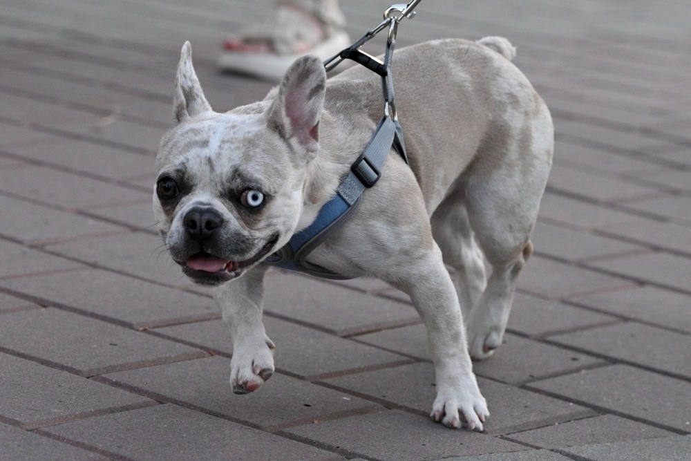 法国斗牛犬图片及价格图片