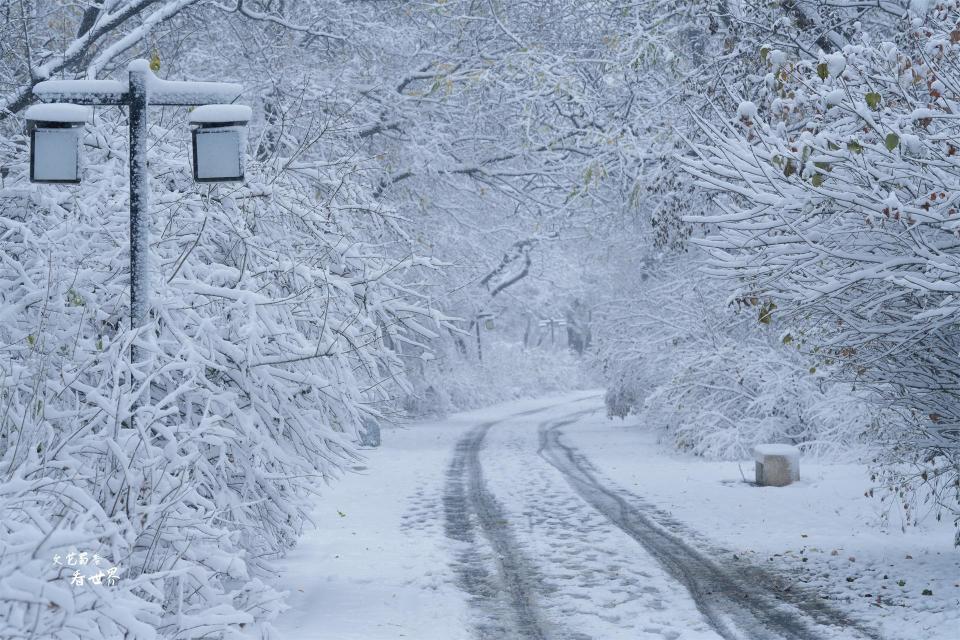 沈阳下大雪了雪中的北陵公园会变成什么样22张照片揭晓答案