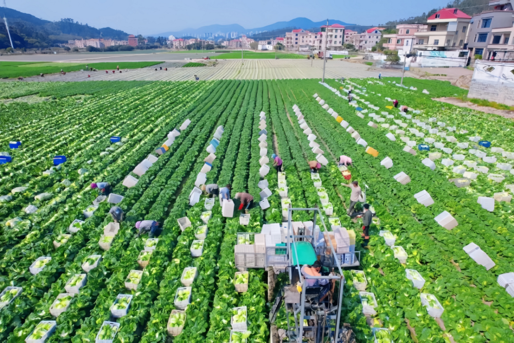 最美海岸风情惠安黄塘镇走进水岸原乡的田园好风光