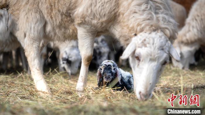 刚出生的小羊羔软萌可爱.