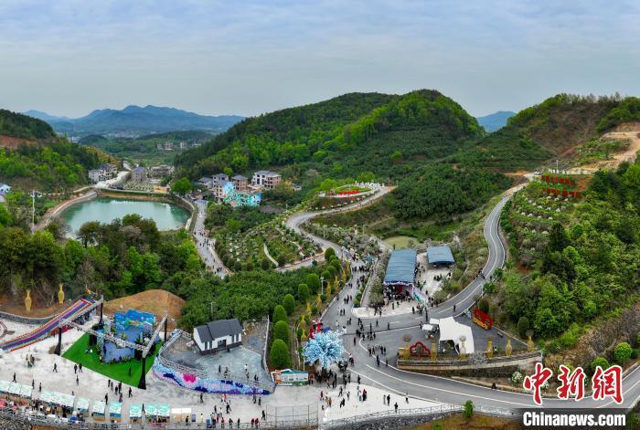 千亩绣球花开江西广丰中华木绣球博览园开园