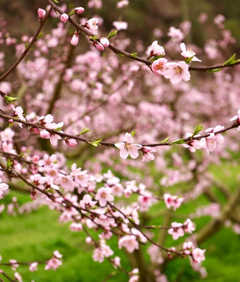 玉屏郭家湾:桃花盛开等你来