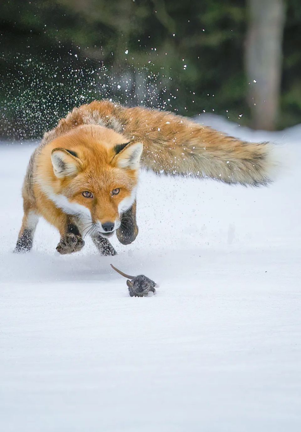 纣王,狐狸到底有何魅力?