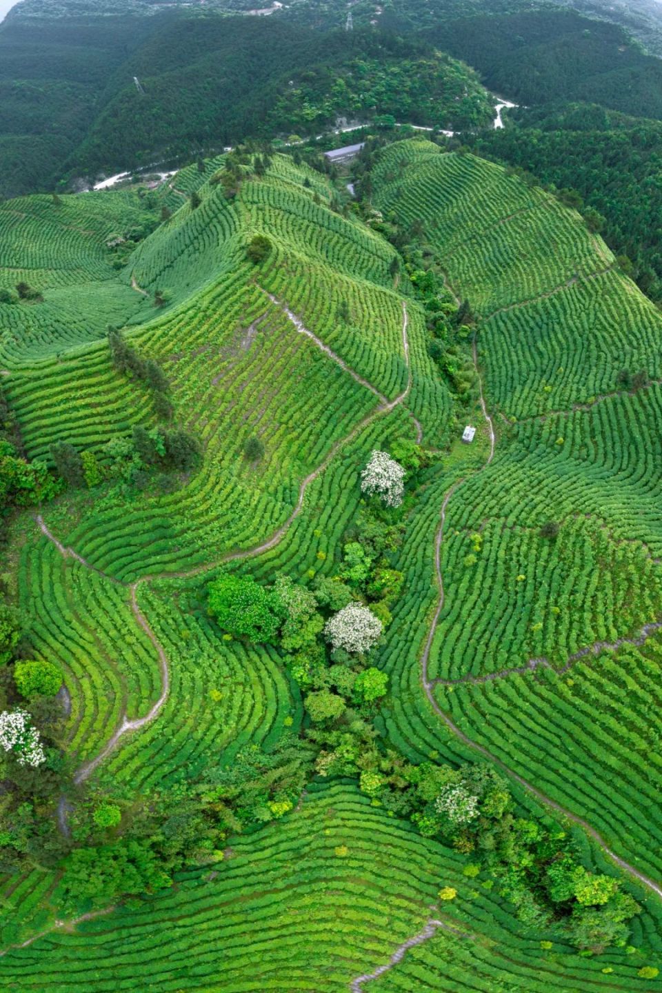 清远人 抓紧洗晒,阳光限时供应至