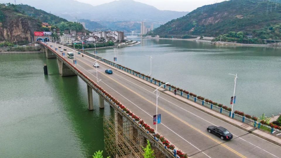 背面白色"仙境"属于月季中的早花品种月季"仙境"瓯江大桥1"一路生花"