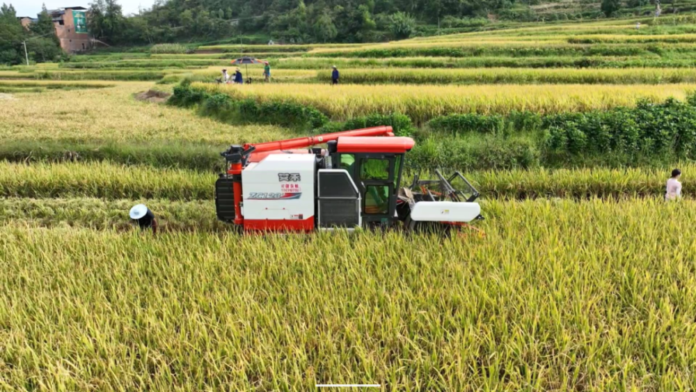 金石镇今年组织了大型收割机进行水稻收割,这家伙,一上来就成为了梯田