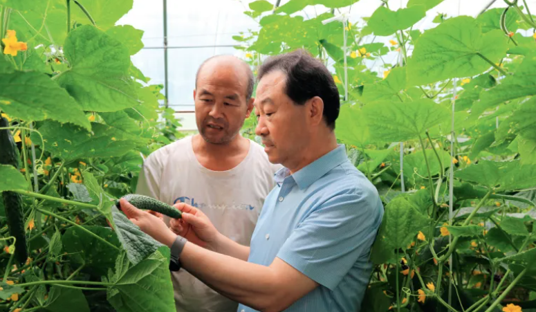 大运河畔是我家丨天津市农业农村委员会总农艺师张建树：建好“菜园子”，拎稳“菜篮子”_腾讯新闻